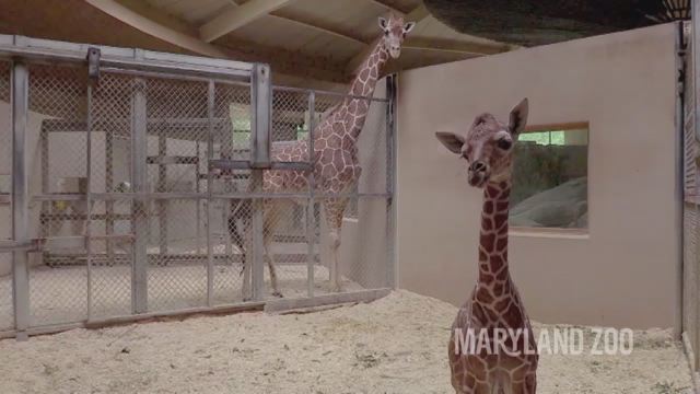 Baby giraffe dies at Maryland zoo